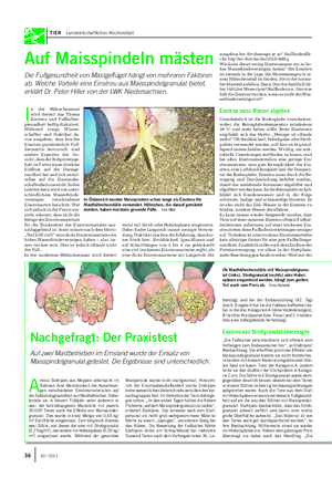 TIER Landwirtschaftliches Wochenblatt Auf Maisspindeln mästen Die Fußgesundheit von Mastgeflügel hängt von mehreren Faktoren ab.