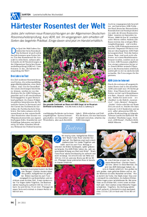 GARTEN Landwirtschaftliches Wochenblatt Härtester Rosentest der Welt Jedes Jahr nehmen neue Rosenzüchtungen an der Allgemeinen Deutschen Rosenneuheitenprüfung, kurz ADR, teil.