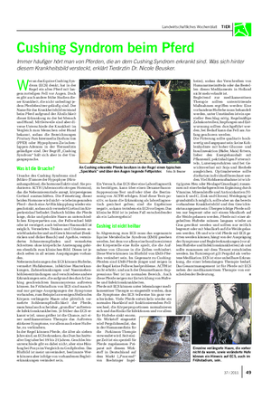 Landwirtschaftliches Wochenblatt TIER Cushing Syndrom beim Pferd Immer häufiger hört man von Pferden, die an dem Cushing Syndrom erkrankt sind.