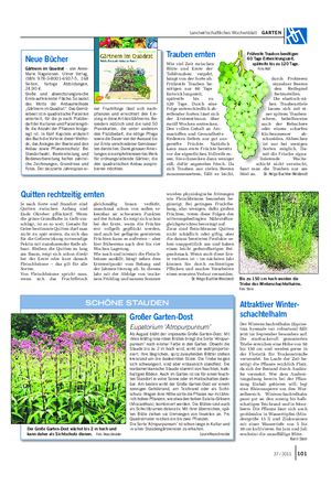 Landwirtschaftliches Wochenblatt GARTEN Großer Garten-Dost Eupatorium ‘Atropurpureum’ Ab August blüht der imposante Große Garten-Dost.