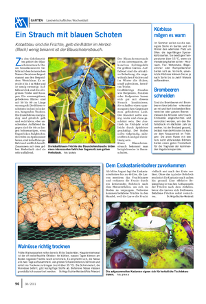 GARTEN Landwirtschaftliches Wochenblatt Ein Strauch mit blauen Schoten Kobaltblau sind die Früchte, gelb die Blätter im Herbst: (Noch) wenig bekannt ist der Blauschotenstrauch.