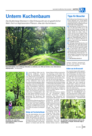 Landwirtschaftliches Wochenblatt GARTEN Unterm Kuchenbaum Das Buddenberg Arboretum in Bad Driburg wirkt wie ein gewöhnlicher Wald.