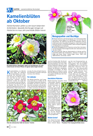 GARTEN Landwirtschaftliches Wochenblatt K amelienblüten im Oktober sind selbst für erfahrene Gartenliebhaber eine Über- raschung.