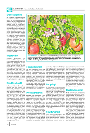 NACHRICHTEN Landwirtschaftliches Wochenblatt BILD DER WOCHE: Ein blühender und zugleich Früchte tragender Apfelbaum – wie ist das möglich?