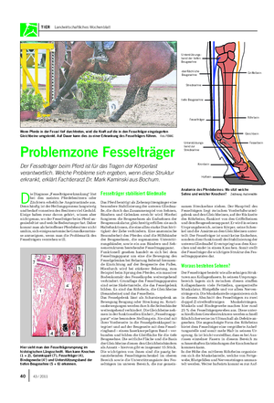 TIER Landwirtschaftliches Wochenblatt D ie Diagnose „Fesselträgererkrankung“ löst bei den meisten Pferdebesitzern oder Züchtern erhebliche Angstzustände aus.