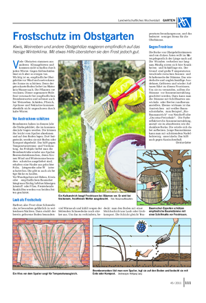 Landwirtschaftliches Wochenblatt GARTEN Frostschutz im Obstgarten Kiwis, Weinreben und andere Obstgehölze reagieren empfindlich auf das hiesige Winterklima.