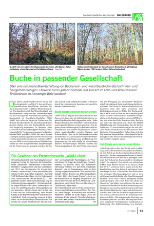 Landwirtschaftliches Wochenblatt WALDBAUER D ie letzte Landeswaldinventur hat es ans Licht gebracht: Auf 16,5 % der nordrhein- westfälischen Waldfläche wachsen Bu- chen.