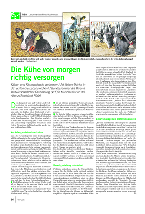 TIER Landwirtschaftliches Wochenblatt D em Jungvieh wird auf vielen Milchvieh- betrieben zu wenig Aufmerksamkeit ge- schenkt.