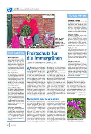 GARTEN Landwirtschaftliches Wochenblatt W intergrüne Kübelpflanzen wie Buchsbaum und Eiben sind in Gärten, auf Balko- nen und Terrassen beliebt.