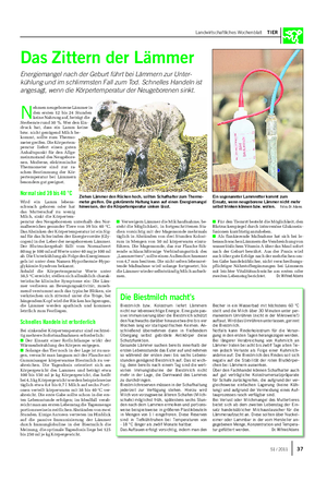Landwirtschaftliches Wochenblatt TIER Das Zittern der Lämmer Energiemangel nach der Geburt führt bei Lämmern zur Unter- kühlung und im schlimmsten Fall zum Tod.