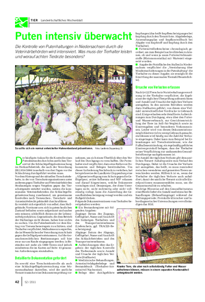TIER Landwirtschaftliches Wochenblatt Puten intensiv überwacht Die Kontrolle von Putenhaltungen in Niedersachsen durch die Veterinärbehörden wird intensiviert.