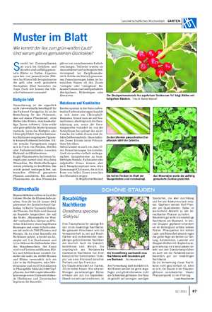Landwirtschaftliches Wochenblatt GARTEN Muster im Blatt Wie kommt der Ilex zum grün-weißen Laub?