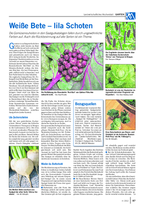 Landwirtschaftliches Wochenblatt GARTEN Weiße Bete – lila Schoten Die Gemüseneuheiten in den Saatgutkatalogen fallen durch ungewöhnliche Farben auf.