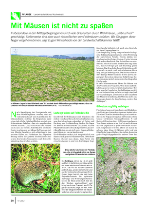 PFLANZE Landwirtschaftliches Wochenblatt Mit Mäusen ist nicht zu spaßen Insbesondere in den Mittelgebirgsregionen sind viele Grasnarben durch Wühlmäuse „umbruchreif“ geschädigt.