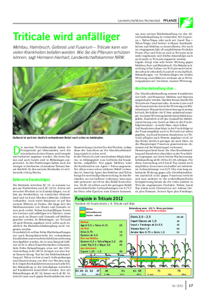 Landwirtschaftliches Wochenblatt PFLANZE Triticale wird anfälliger Mehltau, Halmbruch, Gelbrost und Fusarium – Triticale kann von vielen Krankheiten befallen werden.