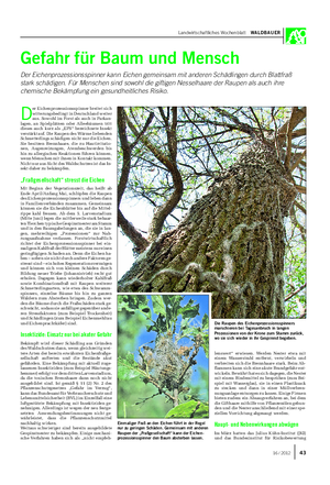 Landwirtschaftliches Wochenblatt WALDBAUER Gefahr für Baum und Mensch Der Eichenprozessionsspinner kann Eichen gemeinsam mit anderen Schädlingen durch Blattfraß stark schädigen.