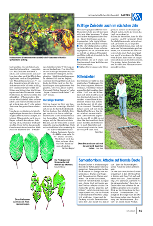 Landwirtschaftliches Wochenblatt GARTEN Die Fraßgänge der Miniermotte sind deutlich zu erkennen.