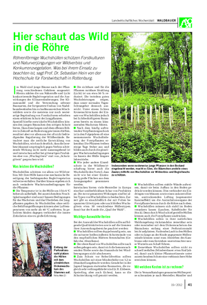 Landwirtschaftliches Wochenblatt WALDBAUER Hier schaut das Wild in die Röhre Röhrenförmige Wuchshüllen schützen Forstkulturen und Naturverjüngungen vor Wildverbiss und Konkurrenzvegetation.