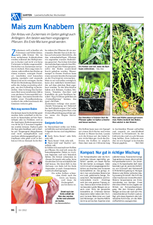GARTEN Landwirtschaftliches Wochenblatt Z uckermais reift schneller als Futtermais und bildet kleine, zarte, süße Körner.
