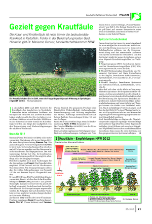 Landwirtschaftliches Wochenblatt PFLANZE Gezielt gegen Krautfäule Die Kraut- und Knollenfäule ist noch immer die bedeutendste Krankheit in Kartoffeln.