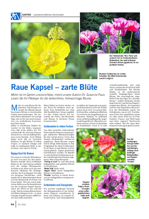 GARTEN Landwirtschaftliches Wochenblatt Raue Kapsel – zarte Blüte Mohn ist im Garten unverzichtbar, meint unsere Autorin Dr.