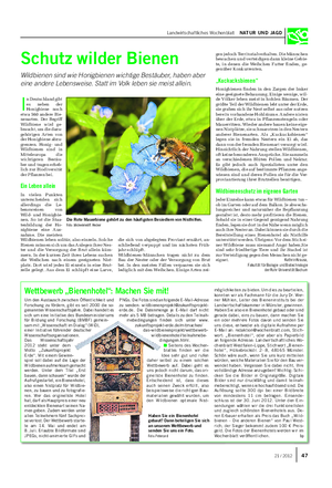 Landwirtschaftliches Wochenblatt NATUR UND JAGD Schutz wilder Bienen Wildbienen sind wie Honigbienen wichtige Bestäuber, haben aber eine andere Lebensweise.