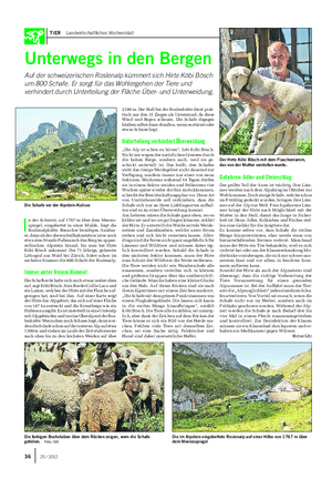TIER Landwirtschaftliches Wochenblatt Unterwegs in den Bergen Auf der schweizerischen Roslenalp kümmert sich Hirte Köbi Bösch um 800 Schafe.