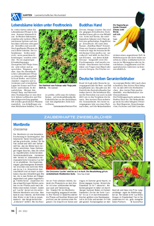 GARTEN Landwirtschaftliches Wochenblatt Montbretie Crocosmia Die Montbretie ist eine besondere Erscheinung im Sommergarten.