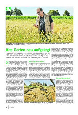 PFLANZE Landwirtschaftliches Wochenblatt G oldtorphe, Gelber Igel, Roter Siziliani- scher Binkel – hört sich an wie hübsch blühende Zierpflanzen.