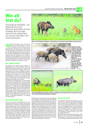 Landwirtschaftliches Wochenblatt NATUR UND JAGD W ildschweine gibt es viele.
