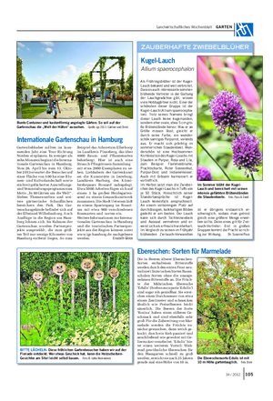 Landwirtschaftliches Wochenblatt GARTEN Als Frühlingsblüher ist der Kugel- Lauch bekannt und weit verbreitet.
