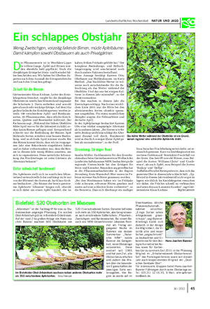 Landwirtschaftliches Wochenblatt NATUR UND JAGD Ein schlappes Obstjahr Wenig Zwetschgen, vorzeitig fallende Birnen, müde Apfelbäume: Damit kämpfen sowohl Obstbauern als auch Privatgärtner.