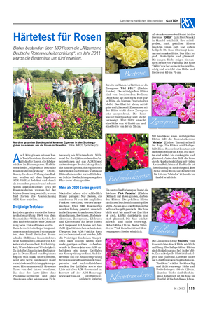 Landwirtschaftliches Wochenblatt GARTEN Härtetest für Rosen Bisher bestanden über 180 Rosen die „Allgemeine Deutsche Rosenneuheitenprüfung“.