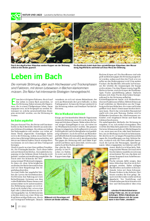 NATUR UND JAGD Landwirtschaftliches Wochenblatt 54 37 / 2012 Leben im Bach Die normale Strömung, aber auch Hochwasser und Trockenphasen sind Faktoren, mit denen Lebewesen in Bächen klarkommen müssen.