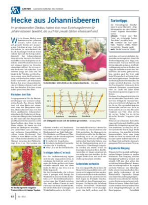  / 2012 Garten  Landwirtschaftliches Wochenblatt Hecke aus Johannisbeeren Im professionellen Obstbau haben sich neue Erziehungsformen für Johannisbeeren bewährt, die auch für private Gärten interessant sind.