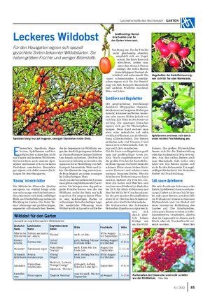 Landwirtschaftliches Wochenblatt GARTEN Leckeres Wildobst Für den Hausgarten eignen sich speziell gezüchtete Sorten bekannter Wildobstarten.