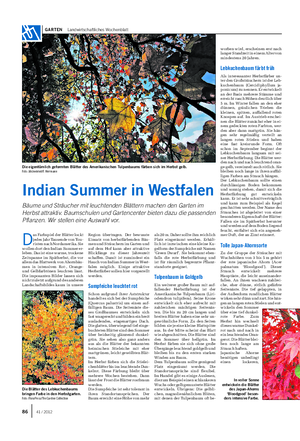 Indian Summer in Westfalen Bäume und Sträucher mit leuchtenden Blättern machen den Garten im Herbst attraktiv.