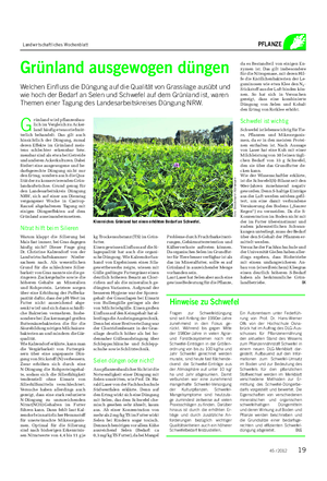 Landwirtschaftliches Wochenblatt PFLANZE Grünland ausgewogen düngen Welchen Einfluss die Düngung auf die Qualität von Grassilage ausübt und wie hoch der Bedarf an Selen und Schwefel auf dem Grünland ist, waren Themen einer Tagung des Landesarbeitskreises Düngung NRW.