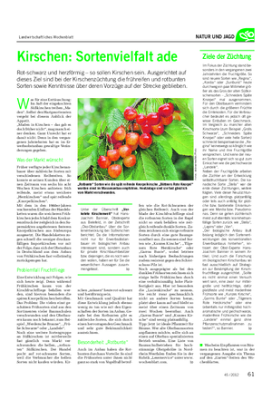 Landwirtschaftliches Wochenblatt NATUR UND JAGD Kirschen: Sortenvielfalt ade Rot-schwarz und herzförmig – so sollen Kirschen sein.
