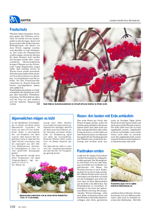 GARTEN Landwirtschaftliches Wochenblatt Zu den beliebtesten Zimmerpflan- zen im Herbst und Winter zählen Alpenveilchen (Cyclamen).