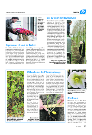 Landwirtschaftliches Wochenblatt GARTEN Wer eine Christrose im Haus aufstellt, darf sie erst ab März in den Garten pflanzen.