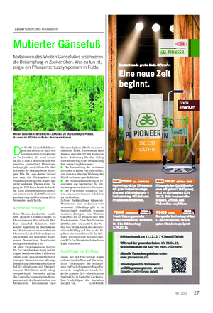 Landwirtschaftliches Wochenblatt PFLANZE Mutierter Gänsefuß Mutationen des Weißen Gänsefußes erschweren die Bekämpfung in Zuckerrüben.