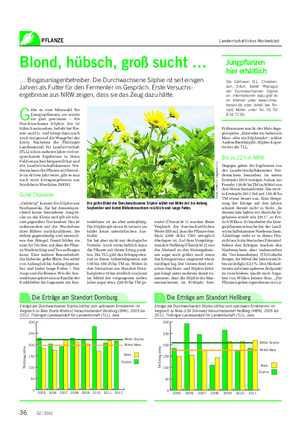 PFLANZE Landwirtschaftliches Wochenblatt G äbe es eine Misswahl für Energiepflanzen, sie würde sie glatt gewinnen – die Durchwachsene Silphie.