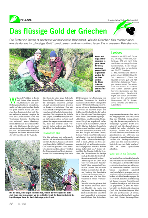 PFLANZE Landwirtschaftliches Wochenblatt Das flüssige Gold der Griechen Die Ernte von Oliven ist nach wie vor mühevolle Handarbeit.