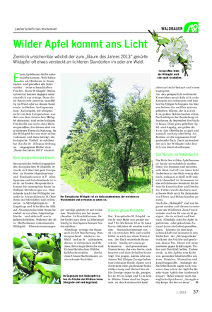 Landwirtschaftliches Wochenblatt WALDBAUER Wilder Apfel kommt ans Licht Ziemlich unscheinbar wächst der zum „Baum des Jahres 2013“ gekürte Wildapfel oft etwas versteckt an lichteren Standorten im oder am Wald.