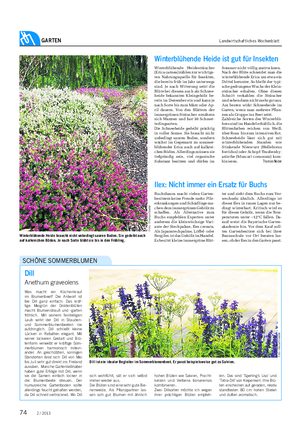 GARTEN Landwirtschaftliches Wochenblatt Dill Anethum graveolens Was macht ein Küchenkraut im Blumenbeet?