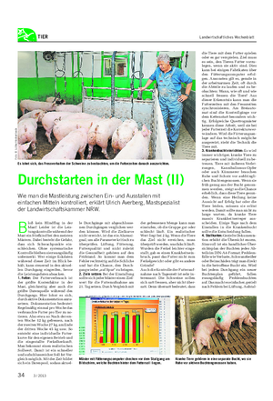TIER Landwirtschaftliches Wochenblatt Durchstarten in der Mast (II) Wie man die Mastleistung zwischen Ein- und Ausstallen mit einfachen Mitteln kontrolliert, erklärt Ulrich Averberg, Mastspezialist der Landwirtschaftskammer NRW.