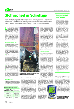 TIER Landwirtschaftliches Wochenblatt Stoffwechsel in Schieflage Nach der Kalbung ist der Stoffwechsel von Kühen gefordert – manchmal überfordert.