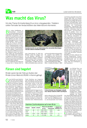 TIER Landwirtschaftliches Wochenblatt Färsen sind begehrt Rinder waren bei der Februar-Auktion der Rinder-Union West eG (RUW) in Hamm gefragt.