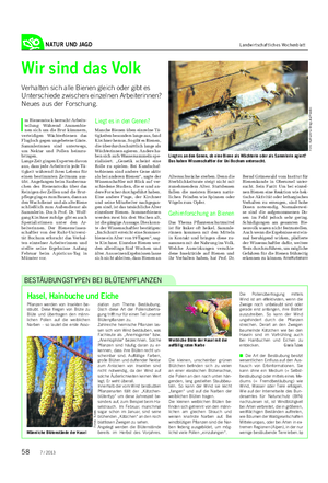 NATUR UND JAGD Landwirtschaftliches Wochenblatt Bernd Grünewald vom Institut für Bienenkunde in Oberursel unter- sucht.